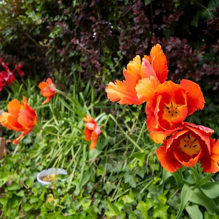 In Il Vecchio Forno Umbro, Citta' Di Castello
